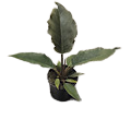4" Philodendron Choco Empress